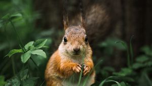 Preview wallpaper squirrel, rodent, furry, animal