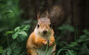 Preview wallpaper squirrel, rodent, furry, animal