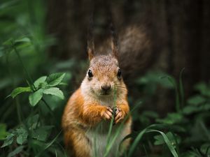 Preview wallpaper squirrel, rodent, furry, animal