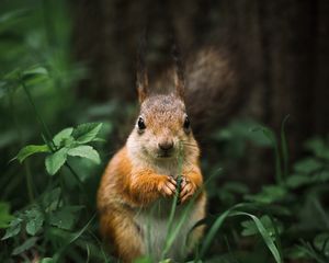 Preview wallpaper squirrel, rodent, furry, animal