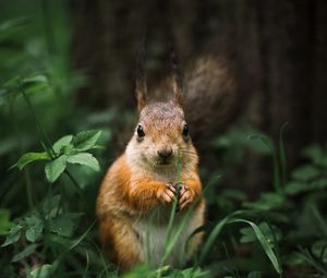 Preview wallpaper squirrel, rodent, furry, animal