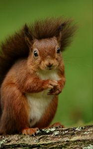 Preview wallpaper squirrel, rodent, furry, funny