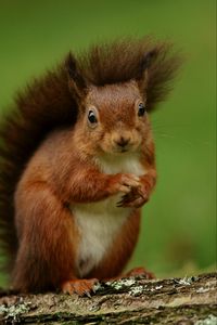 Preview wallpaper squirrel, rodent, furry, funny