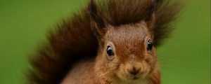 Preview wallpaper squirrel, rodent, furry, funny