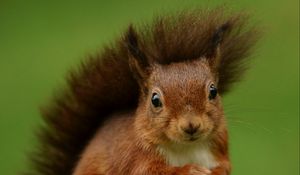 Preview wallpaper squirrel, rodent, furry, funny