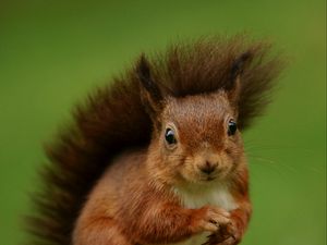 Preview wallpaper squirrel, rodent, furry, funny