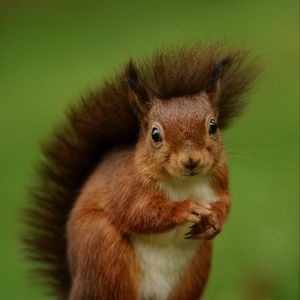 Preview wallpaper squirrel, rodent, furry, funny