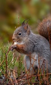 Preview wallpaper squirrel, rodent, furry, profile