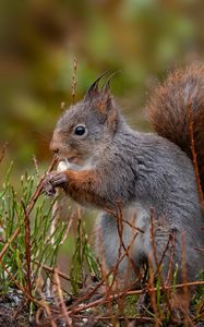 Preview wallpaper squirrel, rodent, furry, profile