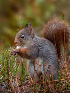 Preview wallpaper squirrel, rodent, furry, profile