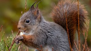 Preview wallpaper squirrel, rodent, furry, profile