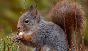 Preview wallpaper squirrel, rodent, furry, profile