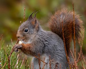 Preview wallpaper squirrel, rodent, furry, profile