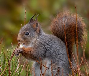 Preview wallpaper squirrel, rodent, furry, profile