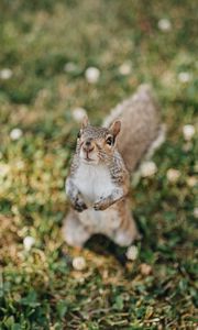 Preview wallpaper squirrel, rodent, glance, fluffy