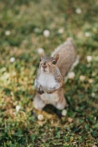 Preview wallpaper squirrel, rodent, glance, fluffy