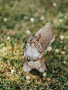 Preview wallpaper squirrel, rodent, glance, fluffy