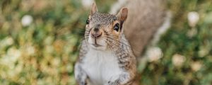 Preview wallpaper squirrel, rodent, glance, fluffy
