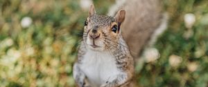 Preview wallpaper squirrel, rodent, glance, fluffy