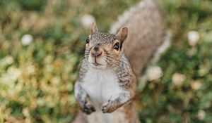 Preview wallpaper squirrel, rodent, glance, fluffy
