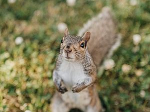 Preview wallpaper squirrel, rodent, glance, fluffy