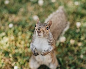 Preview wallpaper squirrel, rodent, glance, fluffy