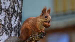 Preview wallpaper squirrel, rodent, glance, furry, tree