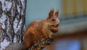 Preview wallpaper squirrel, rodent, glance, furry, tree