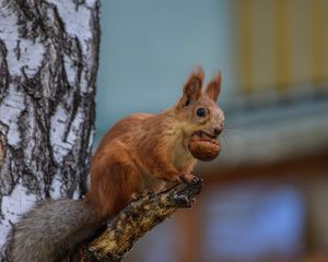 Preview wallpaper squirrel, rodent, glance, furry, tree