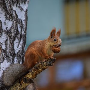 Preview wallpaper squirrel, rodent, glance, furry, tree