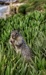 Preview wallpaper squirrel, rodent, grass