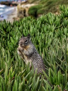 Preview wallpaper squirrel, rodent, grass