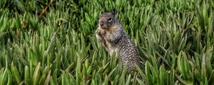 Preview wallpaper squirrel, rodent, grass