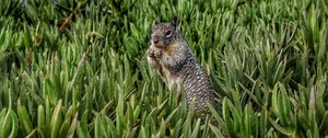 Preview wallpaper squirrel, rodent, grass