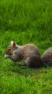 Preview wallpaper squirrel, rodent, grass, funny