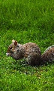 Preview wallpaper squirrel, rodent, grass, funny