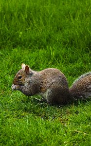 Preview wallpaper squirrel, rodent, grass, funny