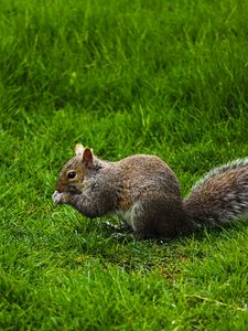 Preview wallpaper squirrel, rodent, grass, funny