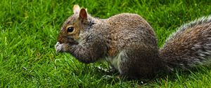 Preview wallpaper squirrel, rodent, grass, funny