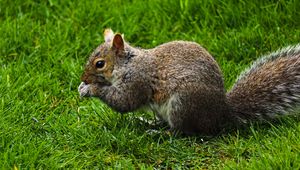 Preview wallpaper squirrel, rodent, grass, funny