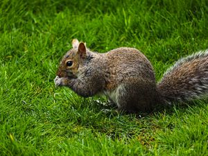 Preview wallpaper squirrel, rodent, grass, funny
