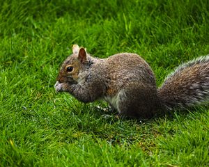 Preview wallpaper squirrel, rodent, grass, funny