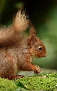 Preview wallpaper squirrel, rodent, nuts, fluffy