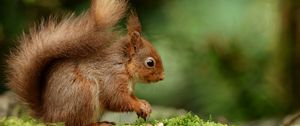 Preview wallpaper squirrel, rodent, nuts, fluffy