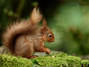 Preview wallpaper squirrel, rodent, nuts, fluffy