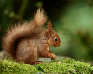 Preview wallpaper squirrel, rodent, nuts, fluffy