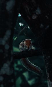 Preview wallpaper squirrel, rodent, tail, tree