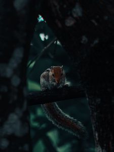 Preview wallpaper squirrel, rodent, tail, tree