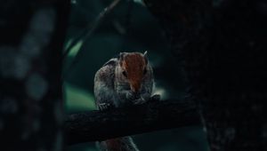 Preview wallpaper squirrel, rodent, tail, tree