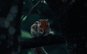 Preview wallpaper squirrel, rodent, tail, tree